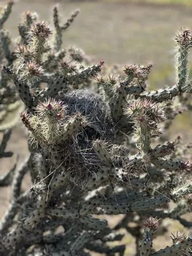 Best Long Trails In Phoenix Sonoran Desert Preserve Alltrails