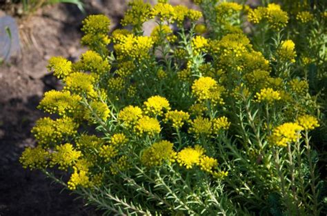 Spectacular Stonecrops - Niamh Mullally's Top Sedum Varieties ...