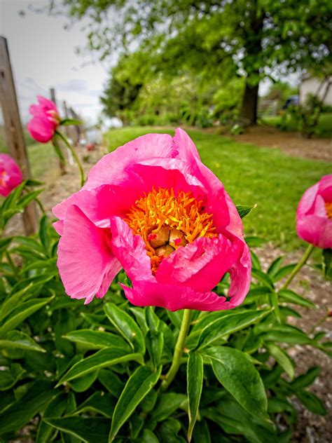 Paeonia Firelight Xpeony N Paeonia Firelight Flickr