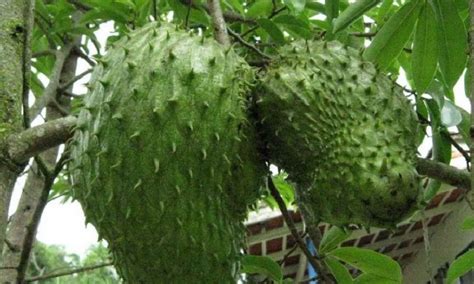Budidaya Tanaman Buah Sirsak Tips Petani