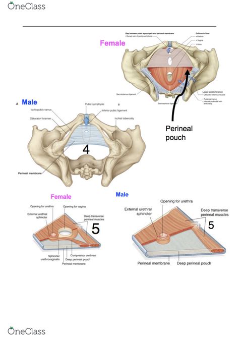 Zlf Learning Resources Anatomy Male Perineum Model Human Body Vascular