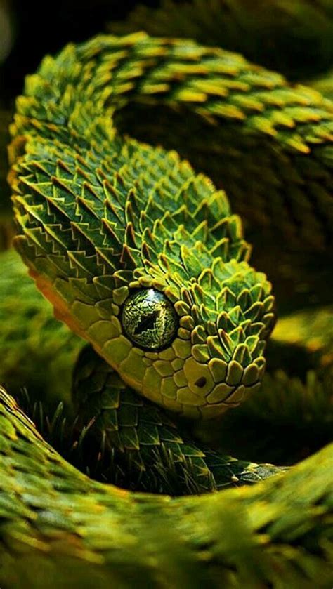 Atheris Bush Viper Reptiles Pinterest Viper Snake And Reptiles