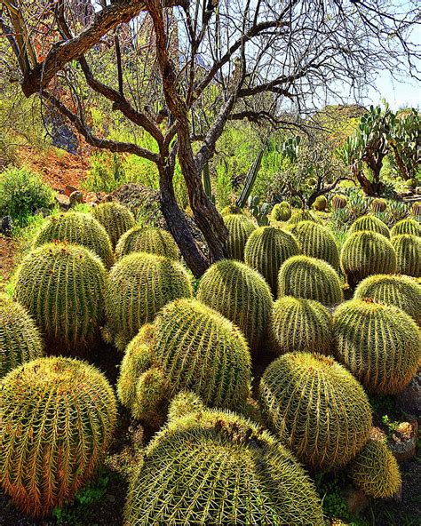 BARREL CACTUS Arizona Photograph By Don Schimmel Fine Art America