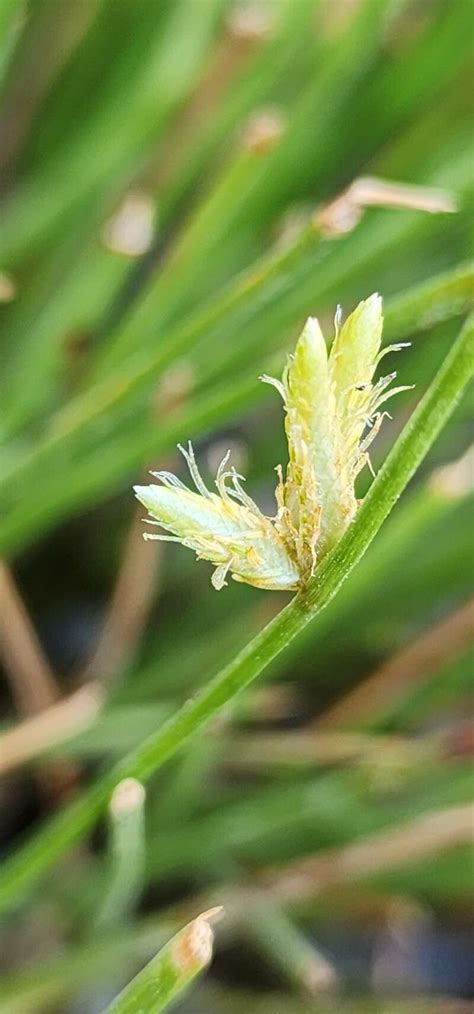 Cyperus Laevigatus L Smooth Flat Sedge World Flora Pl NtNet Identify