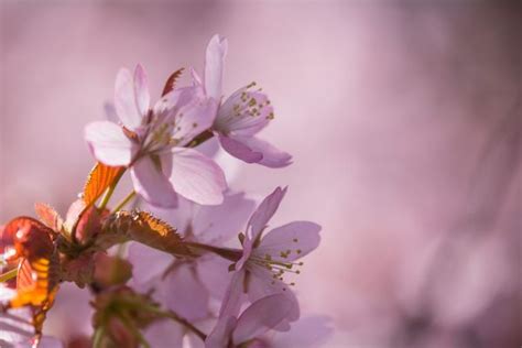 Wallpaper Flowers Red Branch Cherry Blossom Pink Spring Leaf