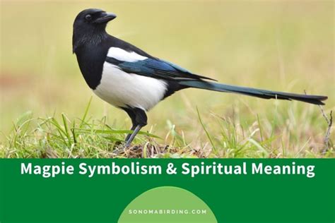 Magpie Symbolism and Meaning (Totem, Spirit, and Omens) - Sonoma Birding