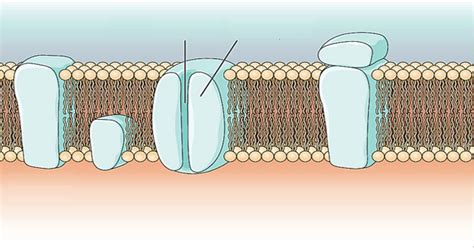 Exercícios Sobre Membrana Plasmática Toda Matéria