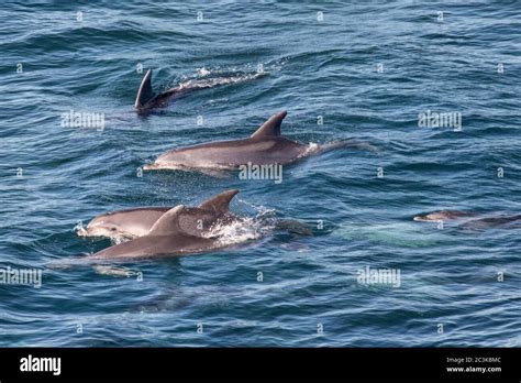 Common Dolphin pod off NSW coast, Australia Stock Photo - Alamy