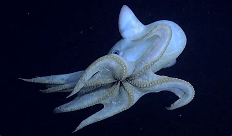 Animales Increibles Pulpo Dumbo Taringa