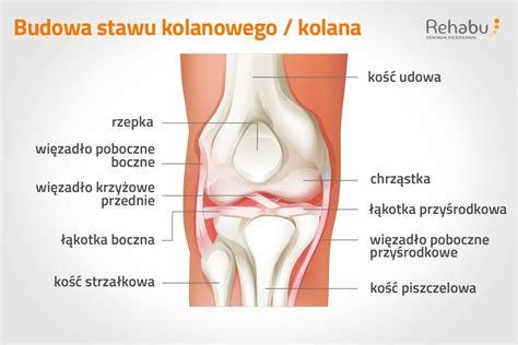 Budowa kolana stawu kolanowego Zrozum swoje ciało Rehabu