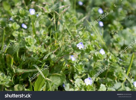 natural green leaf garden plant stock photo  shutterstock