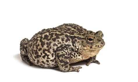 Sapo Comum Europeu Bufo Bufo Isolado Imagem De Stock Imagem De