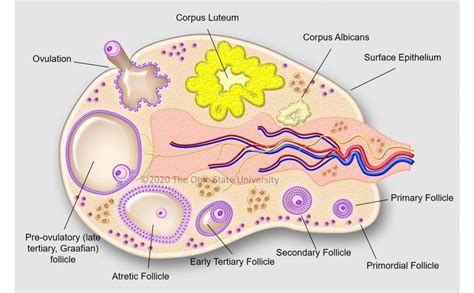 Epithelium Of Ovary Medizzy