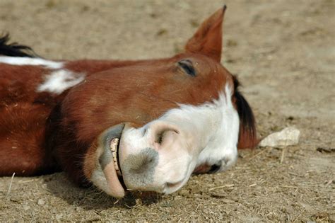 Idk why, but this sleeping horse made me laugh hysterically. | Horses ...