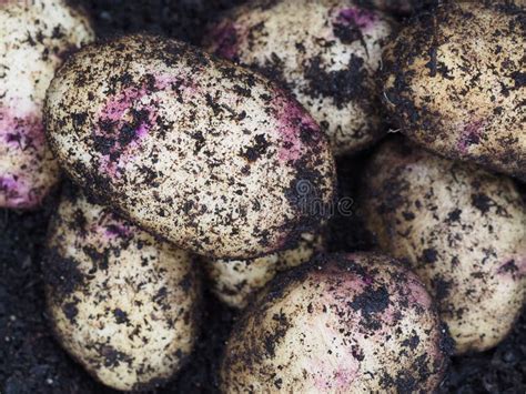 Nuevas Patatas Cavadas Recientemente Foto De Archivo Imagen De