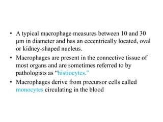 connective tissue.pptx