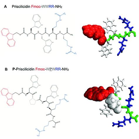 Molecular Structure Of The Rationally Designed Peptides A Download Scientific Diagram