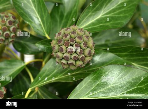 Efeu Beeren Fotos Und Bildmaterial In Hoher Aufl Sung Alamy