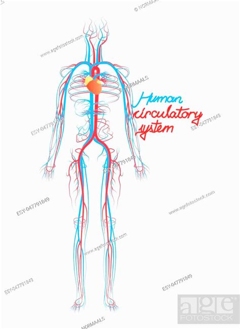 Conceptual Human Blood Circulatory System Blood Vessels Scheme With