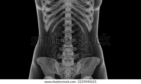 3d Rendered Medical Illustration Female Anatomy Stock Illustration 2229040621 Shutterstock