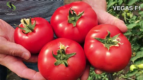 ВЕГАС (VEGAS) F1 ЛУЧШИЙ БАЛАНС КАЧЕСТВА И РАННЕСПЕЛОСТИ ДАЖЕ В ...