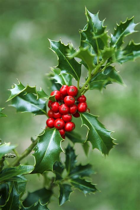 Holly Leaf Identification 7 Important Signs Must Know