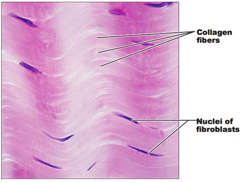 dense regular connective tissue labeled - Google Search | Histology ...