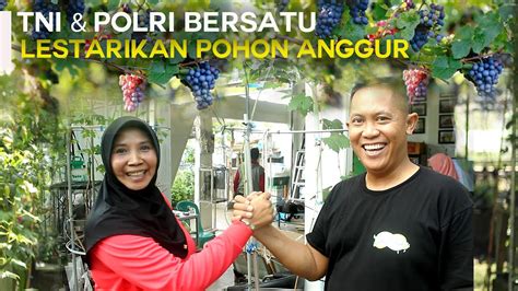 Tni Polri Bersatu Lestarikan Pohon Anggur Youtube