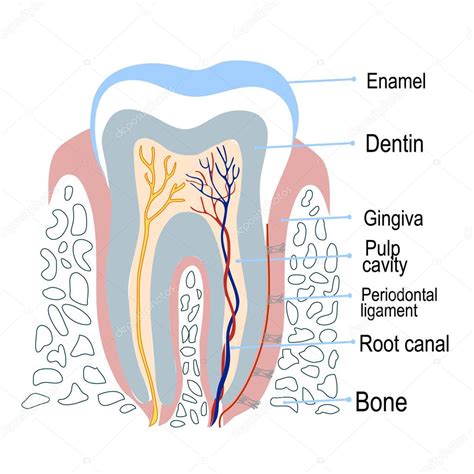 Estructura De Dientes Humanos Vista Cortada En Diseño Plano Diagrama