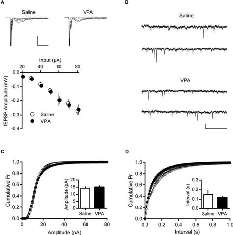 Basal Synaptic Activity Is Normal In Adult Vpa Neurons A