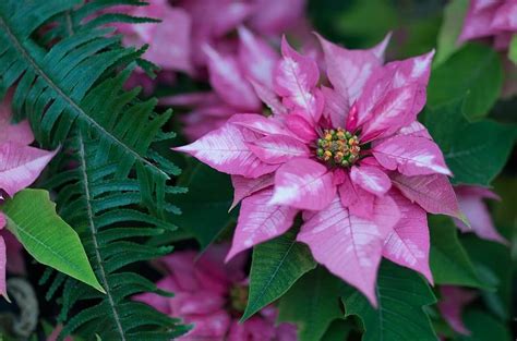 Plantas anuales bianuales y perennes Elige las mejores para tu jardín