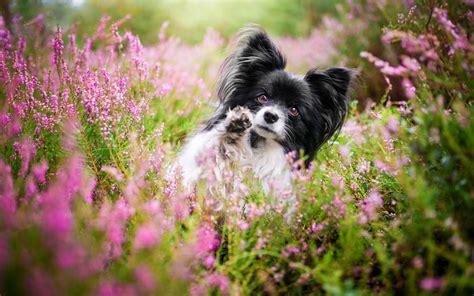 Papillon Dog Wallpapers Top Free Papillon Dog Backgrounds