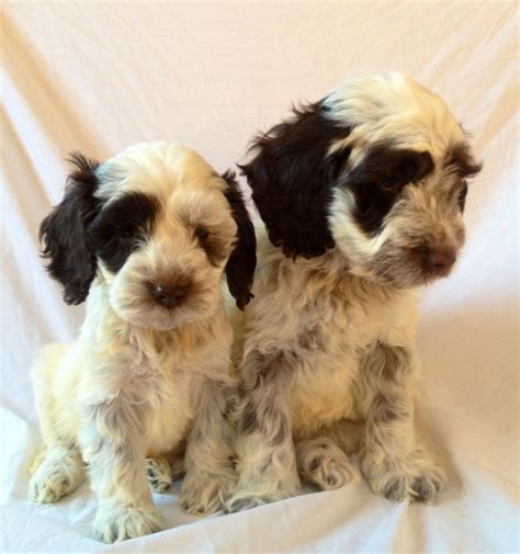 Cockapoo Breeders UK