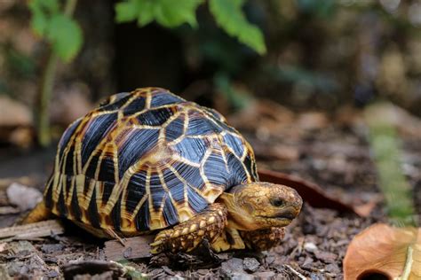Želví ZOO Praha
