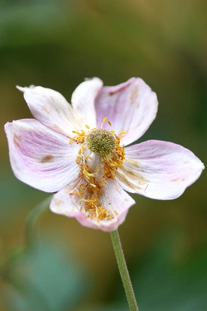 Anemone Flower Blossom Free Photo On Pixabay