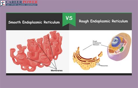 Rough Endoplasmic Reticulum And Smooth Endoplasmic Reticulum Difference