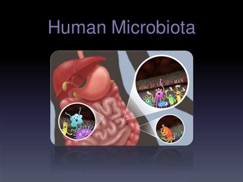 Human microbiota