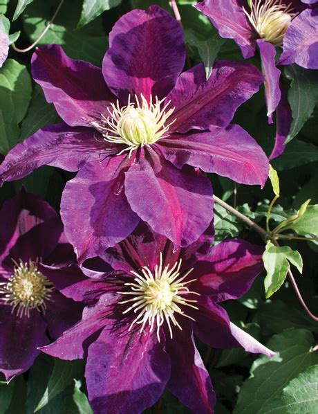 Jackmanii Hybrid Clematis The Vagabond Tesselaar