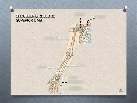 Human Anatomy Prac Shoulder Girdle And Superior Limb Diagram Quizlet