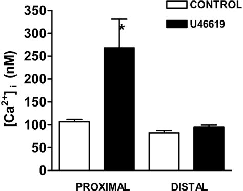 A thromboxane A 2 stable analogue increased [Ca 2+ ]i in proximal but ...