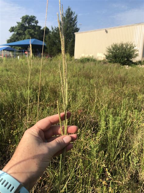 Vasey Grass Paspalum Urvillei Misti Flickr