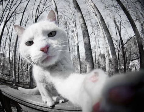 Funny Felines Taking Cat Selfies