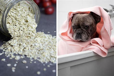 Oatmeal Bath for Dogs: A Step-by-Step Guide for Itchy Skin | Bored Panda