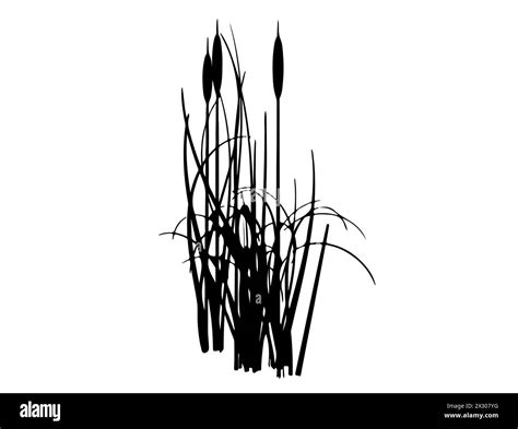 Cattail Silhouette Vector Art Stock Vector Image And Art Alamy