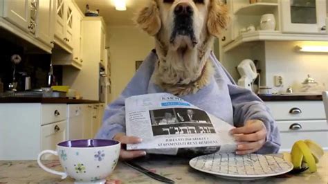 Golden retriever dog eating and reading with hands, funny :) - YouTube