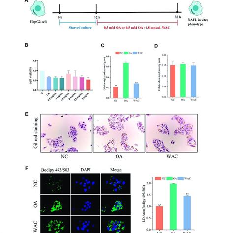 Effect Of Wac On Lipid Accumulation In Oa Induced Hepg2 Cells A