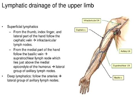 Venous Drainage And Lymphatics Of The Upper Limb