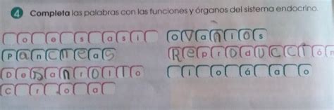 Completa Las Palabras Con Las Funciones Y Rganos Del Sistema Endocrino