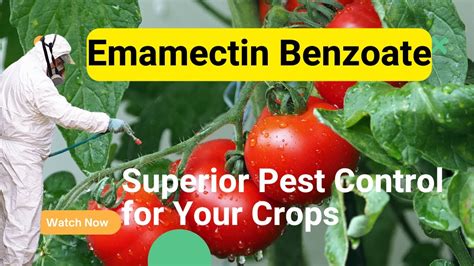 Emamectin Benzoate Insecticide Powerful Pest Control For Agriculture Youtube