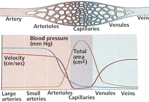 Arterial Stiffness